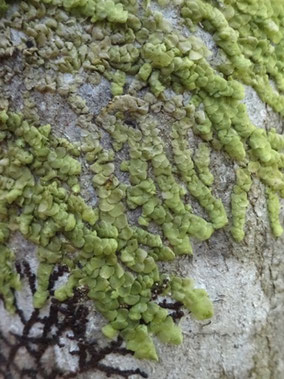 Radula complanata, Forêt de Haye (photo ugo)