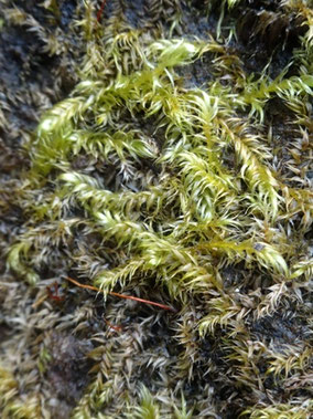 Leptodictyum riparium, Massif vosgien (Photo Ugo)
