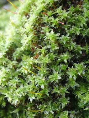 Syntrichia ruralis, Massif des Vosges (photo Ugo)