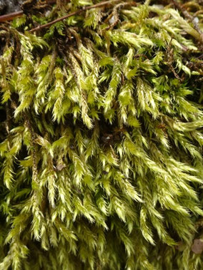 Homalothecium lutescens, Vosges (photo ugo)