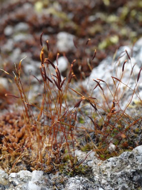 Tortula muralis, piémont alsacien (photo Ugo)