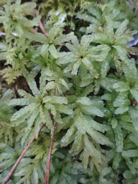 Plogiomnium undulatum, Massif central (photo ugo)