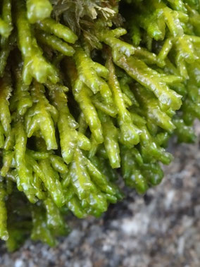Porella cordaeana, Hautes-Vosges (photo Ugo)