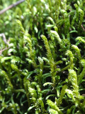 Antitrichia curtipendula, Massif central (photo ugo)