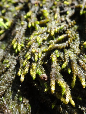Scorpiurium deflexifolium, Var (photo Ugo)