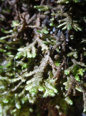 Porella arboris-vitae, Pyrénées centrales (photo Ugo)