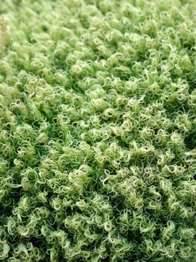 Dicranum montanum, Piémont Alsace (photo Ugo)