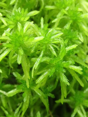 Sphagnum fallax, Vosges du nord (photo Ugo)