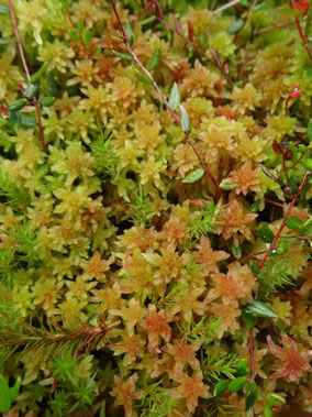 Sphagnum capillifolium, Vosges (photo Ugo)