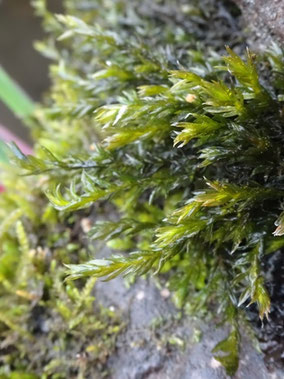 Cinclidotus riparius, Plaine des Maures (Photo Ugo)