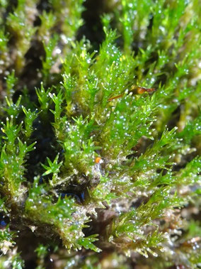 Didymodon tophaceus, Luxembourg (photo Ugo)