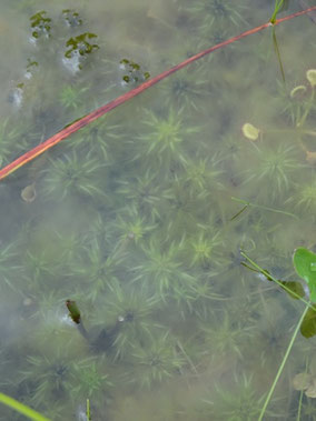 Sphagnum cuspidatum, Vosges (photo Ugo)