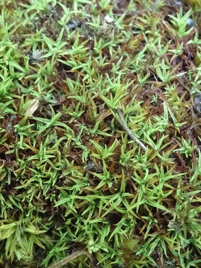 Bryoerythrophyllum recurvirostrum  (photo Ugo)