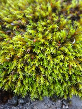 Schistidium crassipilum, Lorraine (photo Ugo)