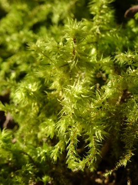 Rhytidiadelphus triquetrus, Auvergne (photo ugo)