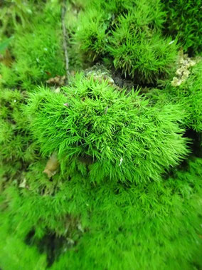 Dicranum tauricum, Meurthe-et-Moselle (photo Ugo)