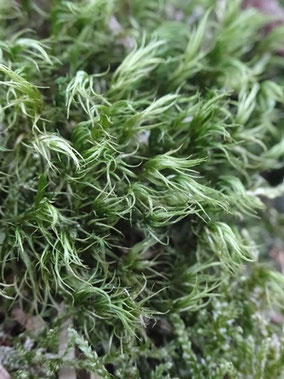 Dicranum scoparium, Massif central (photo Ugo)