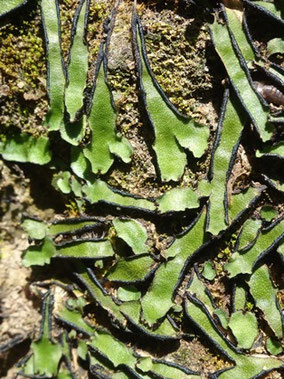 Targionia hypophylla, Catalogne (photo Ugo)