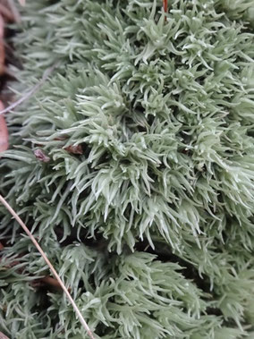 Leucobryum glaucum, Massif des Vosges (photo ugo)