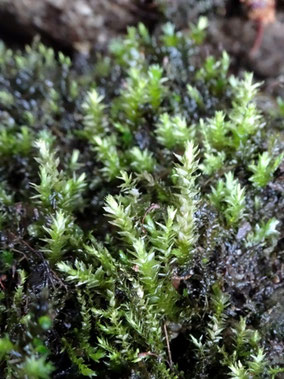Platyhypnidium riparioides, Vosges (photo Ugo)