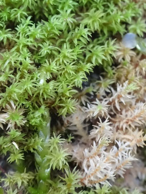 Dichodontium pellucidum, Taennchel (photo Ugo)