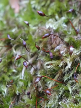 Sciuro-hypnum populeum, Vosges (photo Ugo)