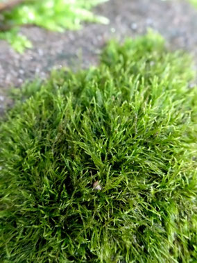 Heterocladium flaccidum, Taennchel (photo Ugo)