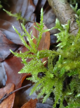 Cirriphyllum piliferum, Côtes de Moselle (photo Ugo)
