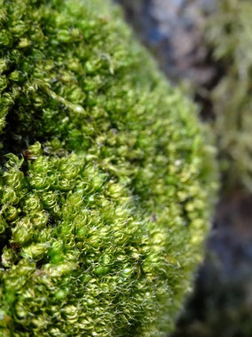 Bryum capillare, piémont alsacien (photo Ugo)