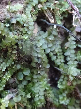 Calypogeia muelleriana, Vosges (photo Ugo)