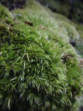 Leucobryum juniperoideum, Vosges (photo Ugo)