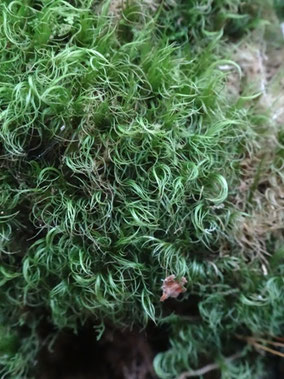 Dicranum fuscescens, Taennchel (photo ugo)