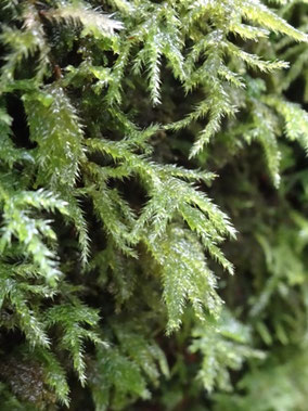 Isothecium myosuroides, Vosges (photo Ugo)