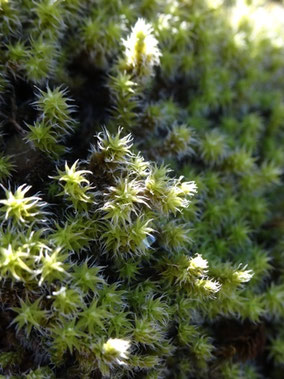 Racomitrium canescens, Pyrénées (photo ugo)