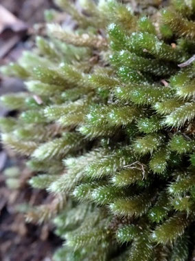 Myurium hochstetteri, Tenerife (photo Ugo)