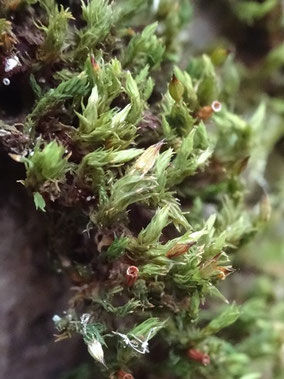 Orthotrichum stramineum, Vosges (photo Ugo)