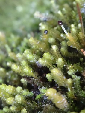 Marsupella emarginata, Hautes-Vosges (photo Ugo)