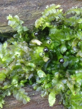 Lophocolea heterophylla, Lorraine (photo Ugo)