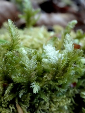 Neckera crispa, Forêt de Haye (photo ugo)