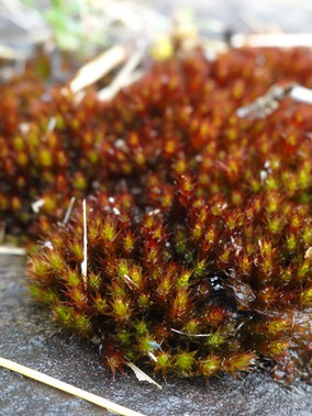 Bryum alpinum, Vallon de Burbe (photo Ugo)