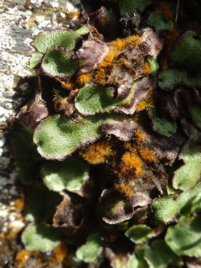 Marchantia quadrata, Vallée du Lys (photo Ugo)