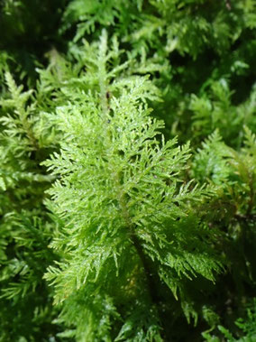 Thuidium tamariscinum,  Vosges (photo ugo)