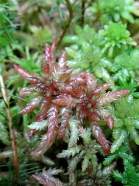 Sphagnum magellanicum, Vosges (photo Ugo)  