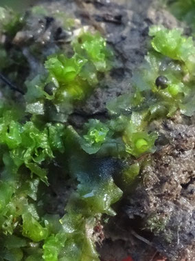Fossombronia pusilla, piémont vosgien (photo Ugo)