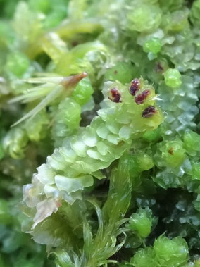 Barbilophozia hatcheri, Hautes-Vosges (photo Ugo)