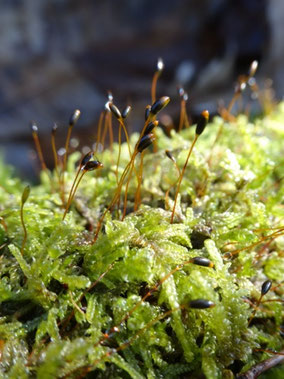 Hypnum andoi, Massif des Vosges (photo ugo)