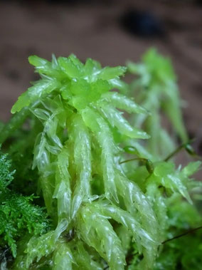 Sphagnum palustre, Massif des Vosges (photo Ugo) 