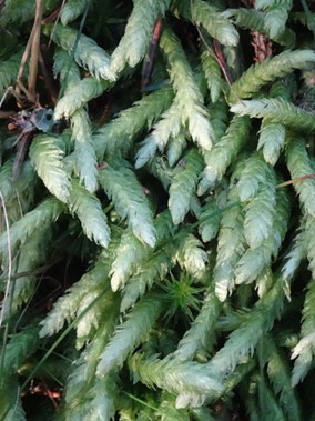 Plagiothecium undulatum, Vosges (Photo Ugo)