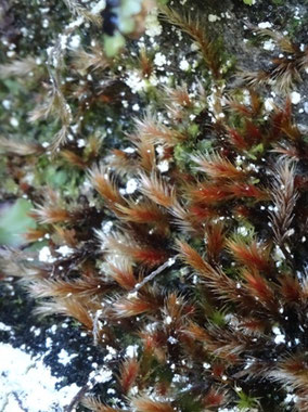 Orthothecium rufescens, Pic du Céciré (photo Ugo)