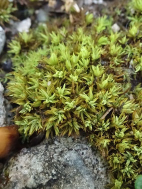 Tortella inclinata, Piémont vosgien (photo Ugo)